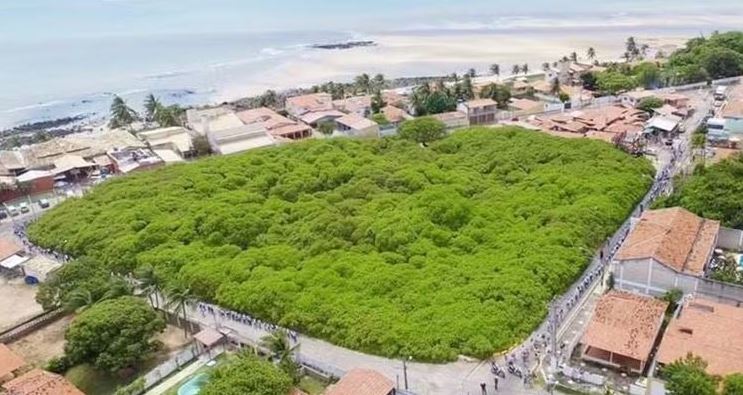 le plus grand anacardier du monde