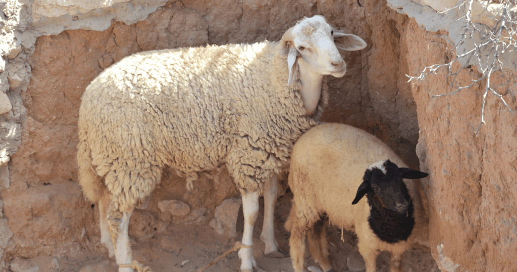سعر أضاحي العيد