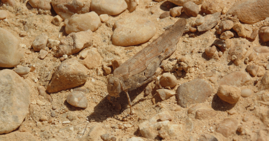 الجراد الصحراوي