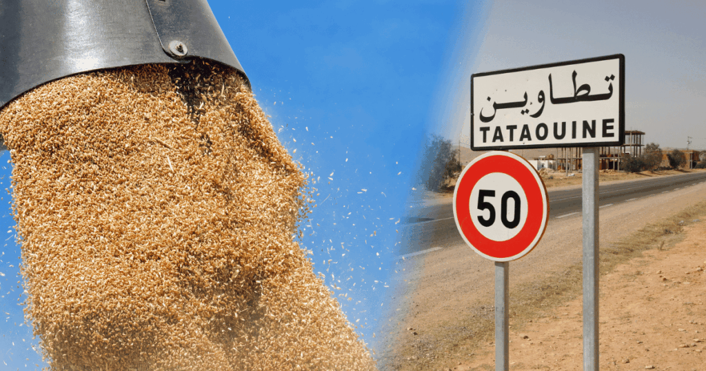 نجاح تجربة زراعة الحبوب المروية