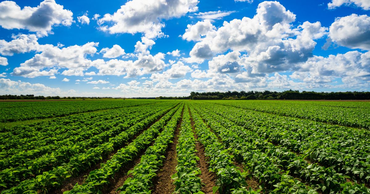 صالون الاستثمار والتنمية الزراعية